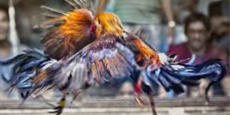 Lợi ích khi chơi đá gà kèo tại 789win