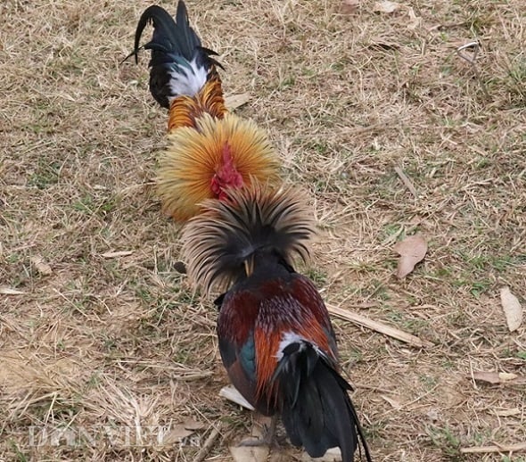 Lợi ích khi tham gia gà nòi đá hay tại 789win