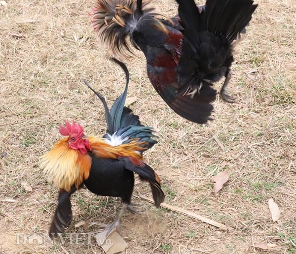 Gà Nòi Đá Hay 789win